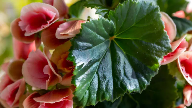 Begonia Elatior