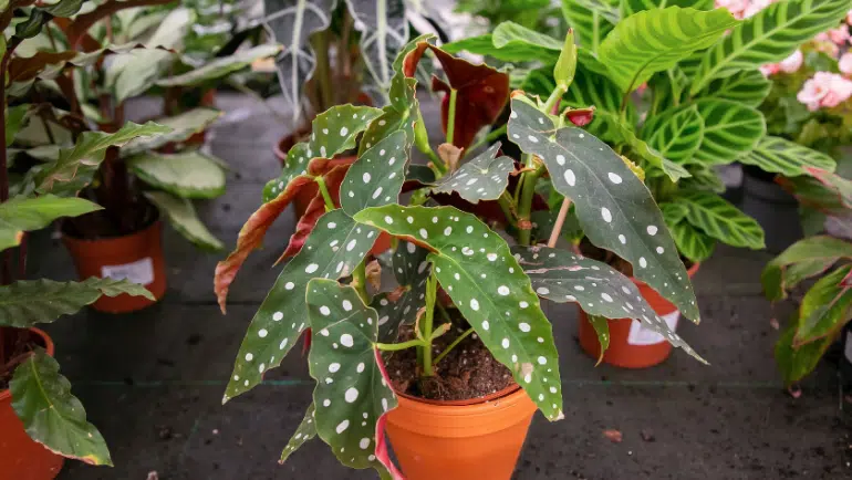 Begonia Maculata