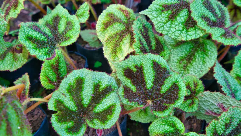 Begonia Masoniana