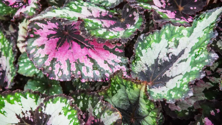 Begonia Rex