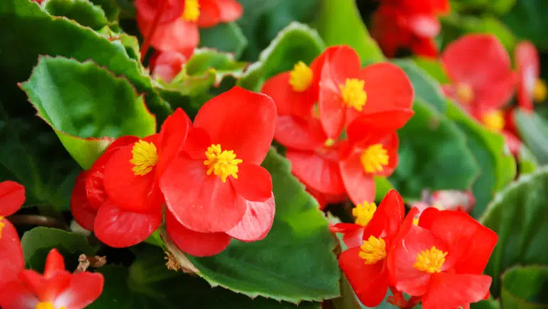 Begonia Semperflorens