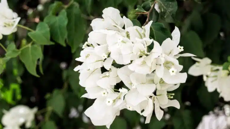 Bougainvillea glabra