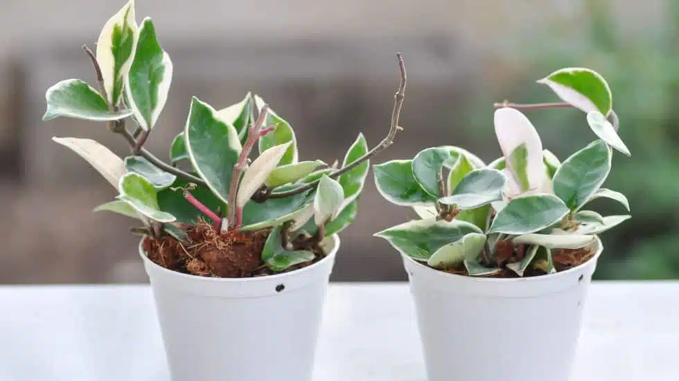 Care Tips for Hoya Plant