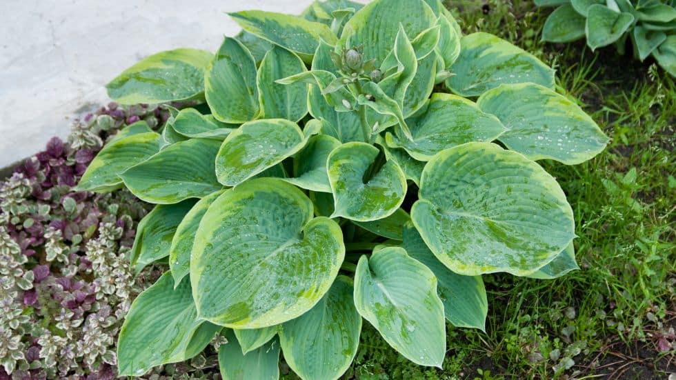 Characteristics of Hosta Plants