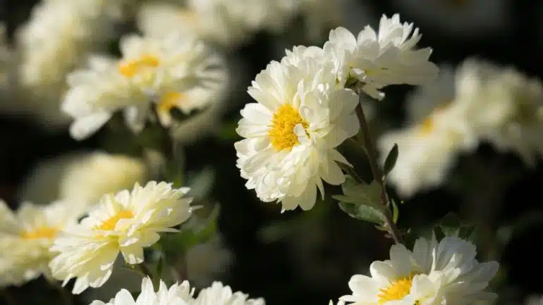 Chrysanthemum