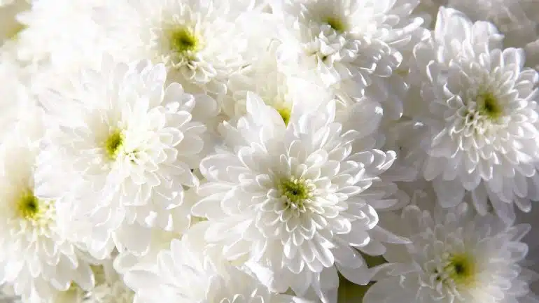 Chrysanthemum