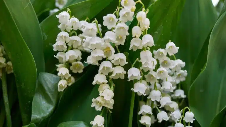 Convallaria majalis