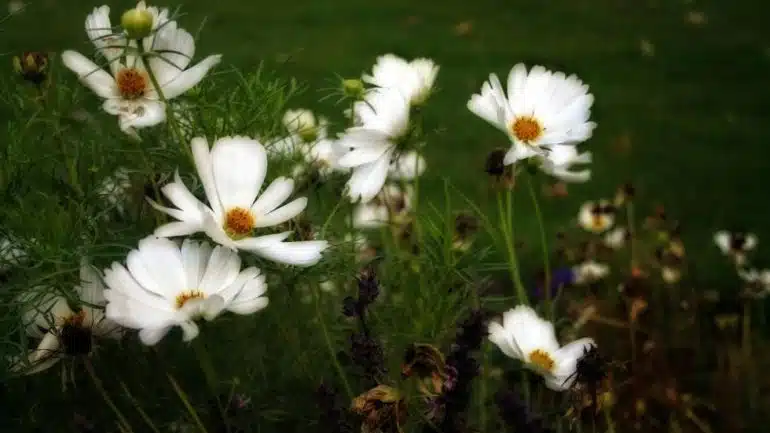 Cosmos bipinnatus