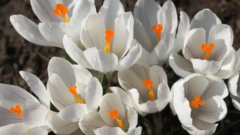 Crocus