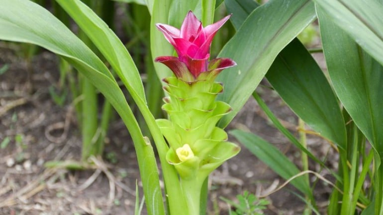 Curcuma zedoaria