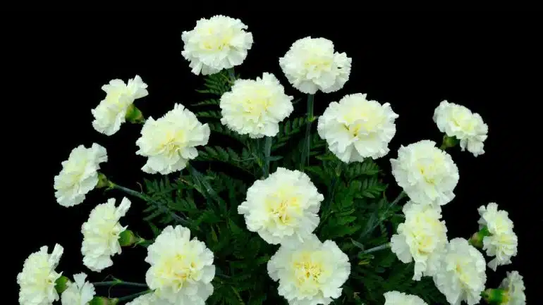 Dianthus caryophyllus