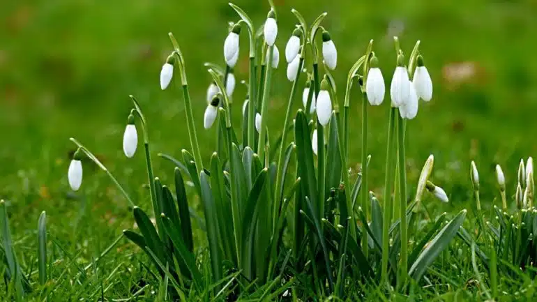 Galanthus