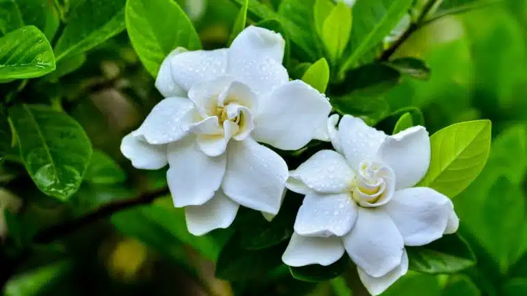 Gardenia jasminoides