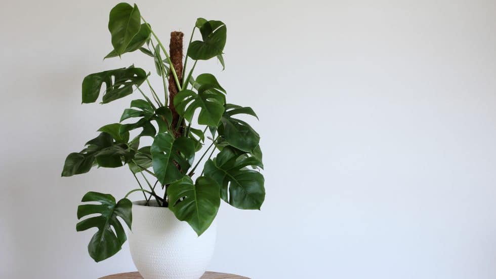 Growing and Caring for a Swiss Cheese Plant