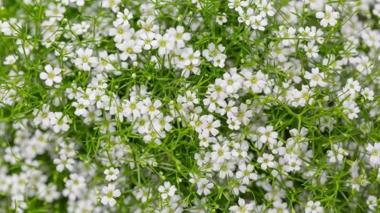 Gypsophila paniculata