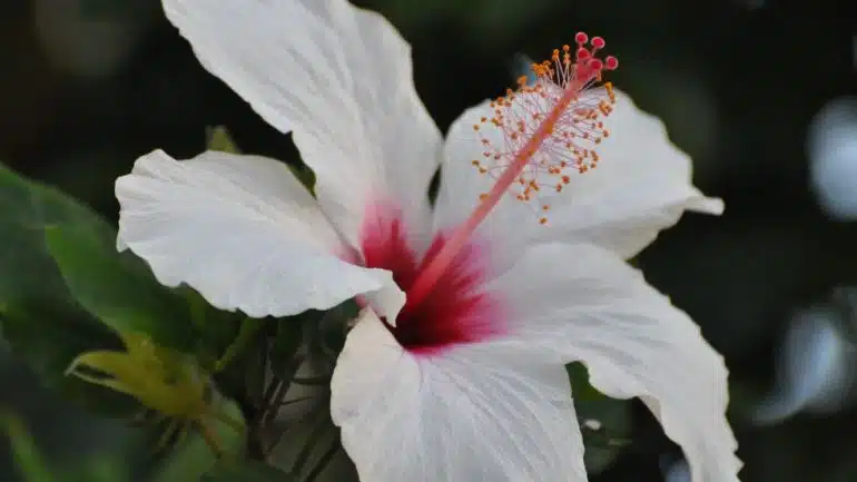 Hibiscus