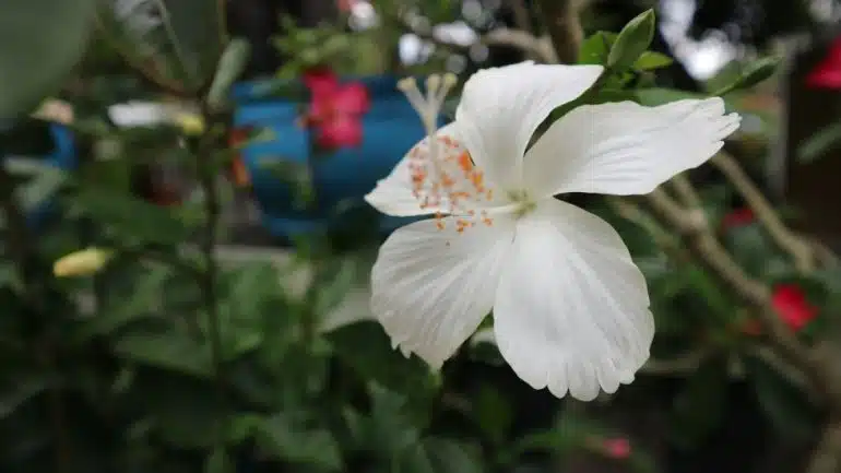 Hibiscus rosa-sinensis