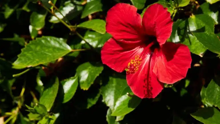 Hibiscus rosa-sinensis (2)