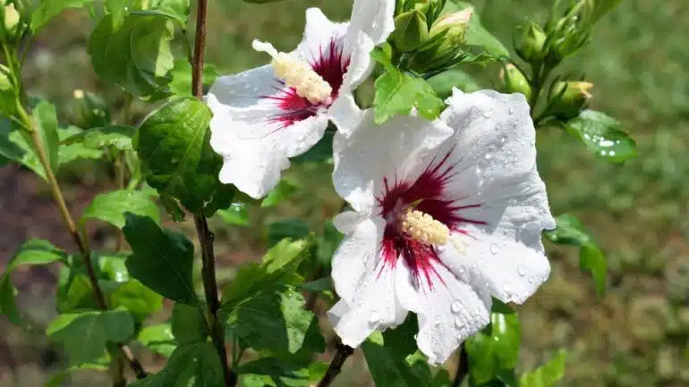 Hibiscus syriacus