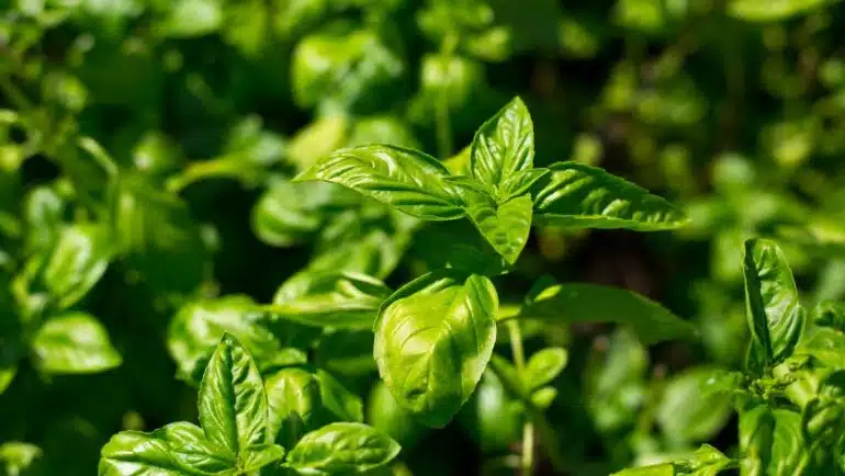 Kemangi (Ocimum basilicum)