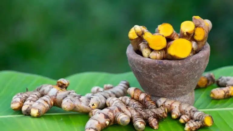 Kunyit (Curcuma longa)