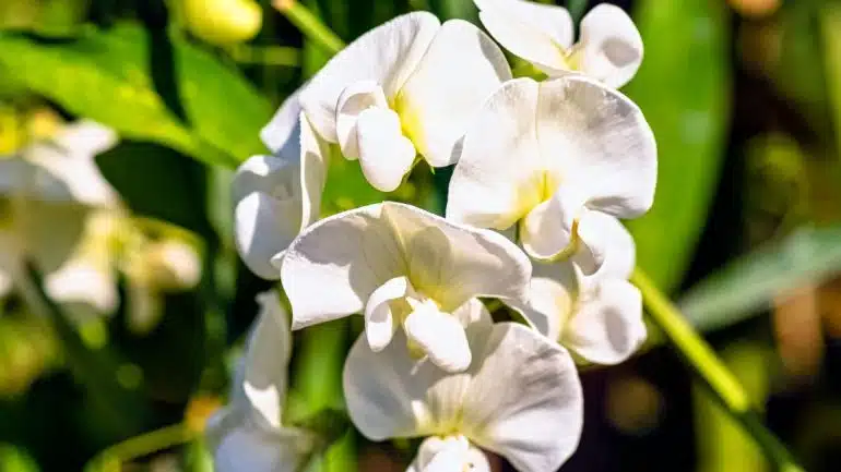 Lathyrus odoratus