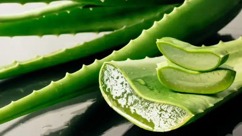 Lidah Buaya (Aloe vera)