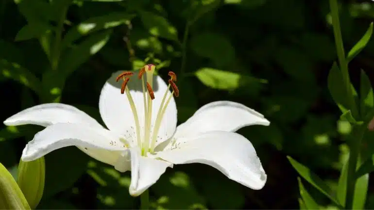 Lilium candidum