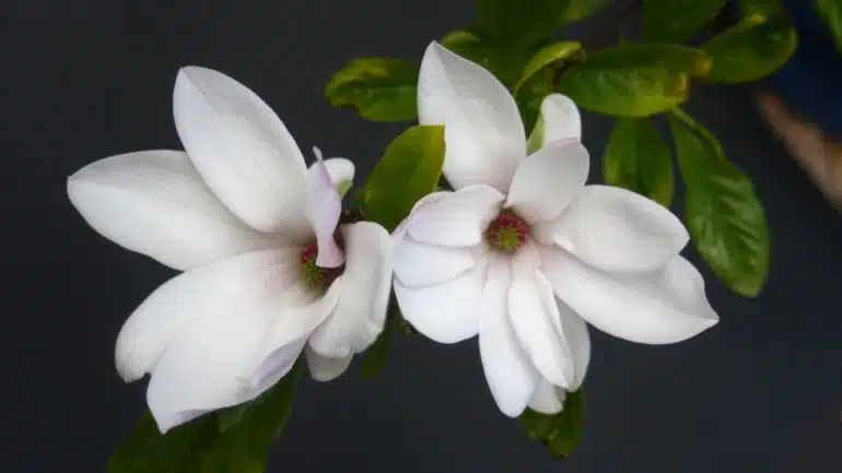 Magnolia