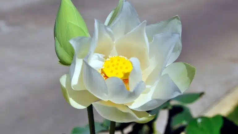 Nelumbo nucifera