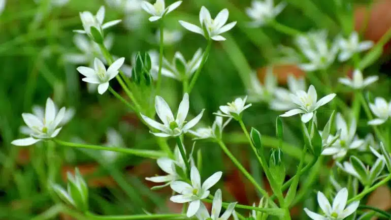 Bunga Star of Bethlehem (Ornithogalum spp.)