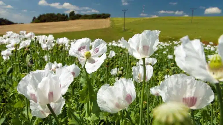 Papaver somniferum