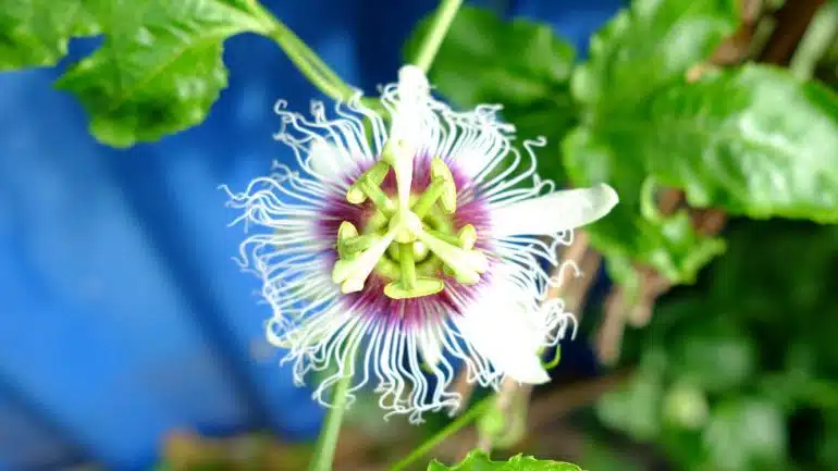 Passiflora incarnata