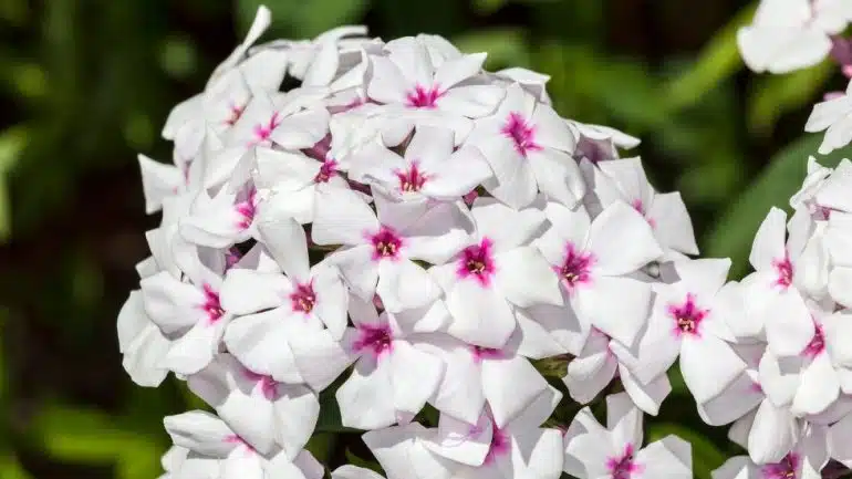 Phlox paniculata