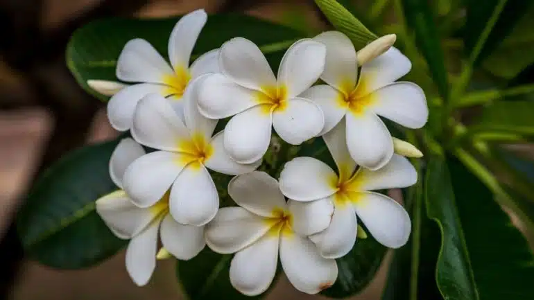 Plumeria alba