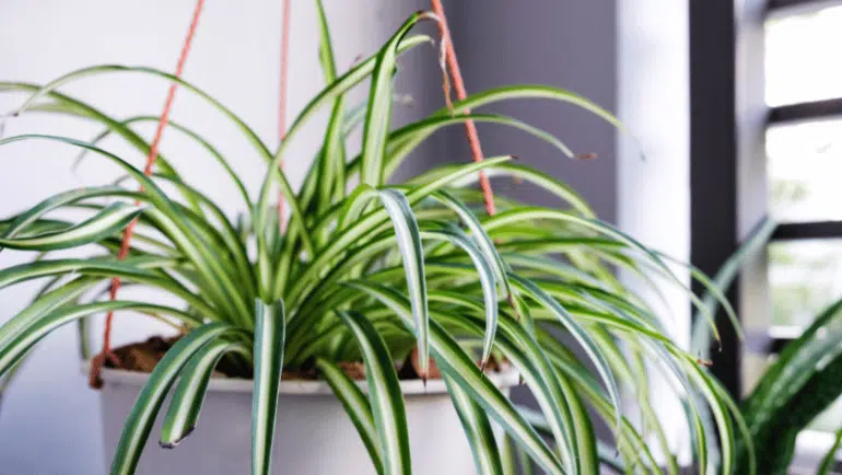 Spider Plant