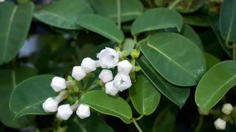 Stephanotis floribunda