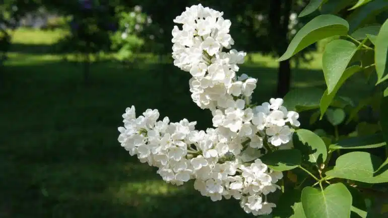 Syringa vulgaris