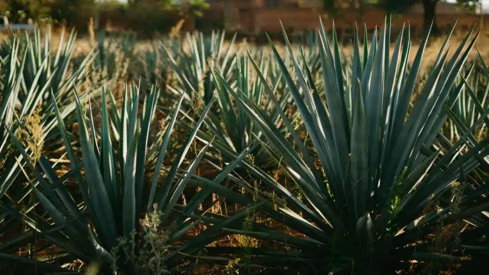 The Agave Plant: A Remarkable Succulent with Endless Possibilities