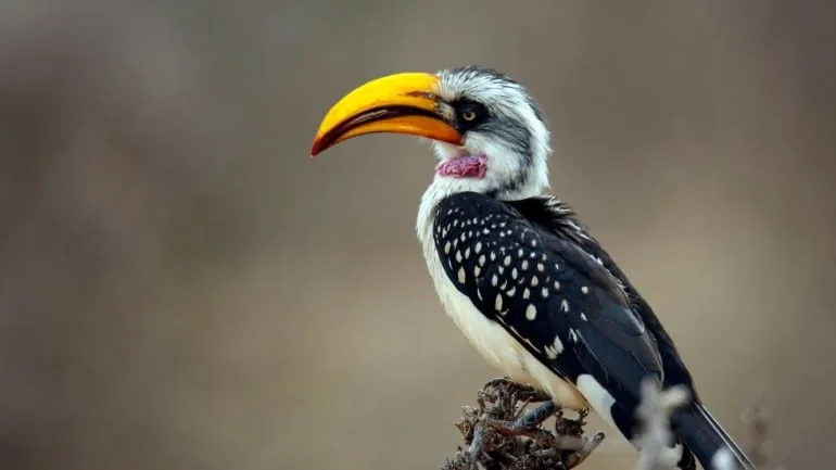 Yellow-billed Hornbill