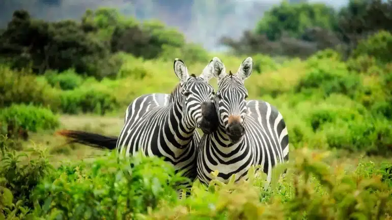 Zebra