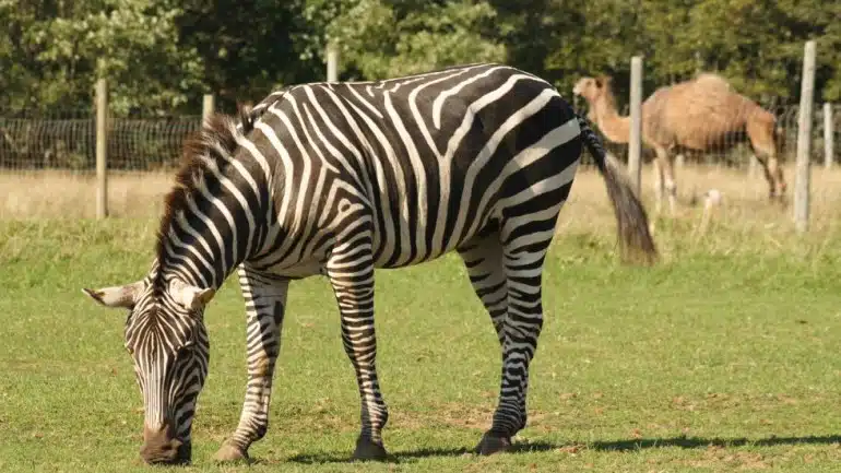 Zonkey