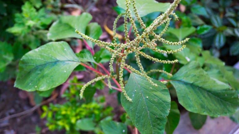 Amaranthus spinosus