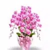 Anggrek bulan Dewasa isi 4 pohon warna pink strip