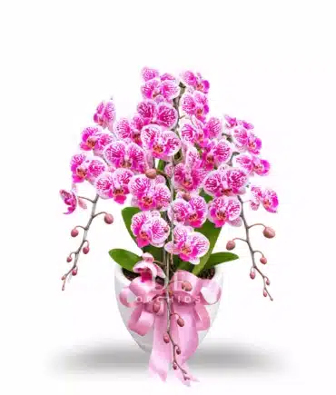 Anggrek bulan Dewasa isi 4 pohon warna pink strip