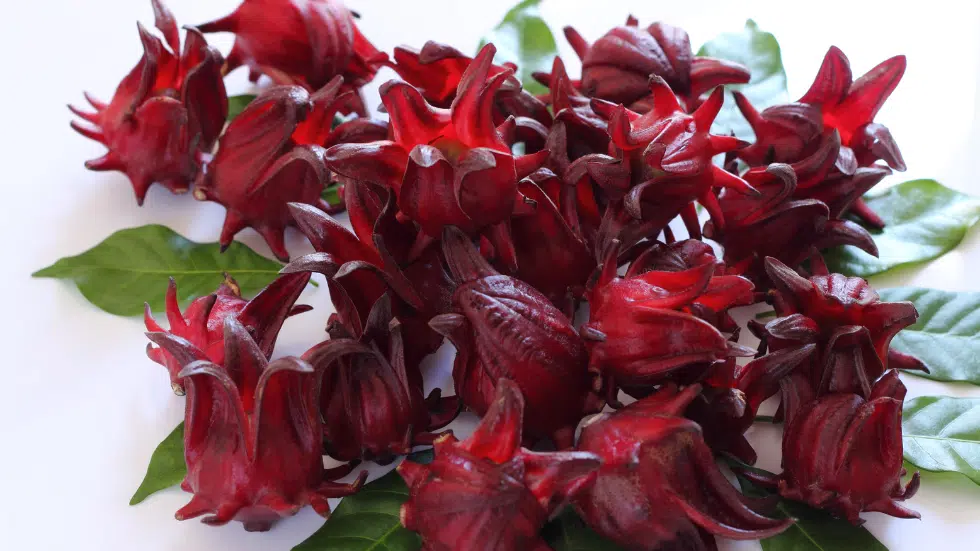 Bunga Rosella: Pengenalan, Manfaat, dan Penggunaan Tradisional