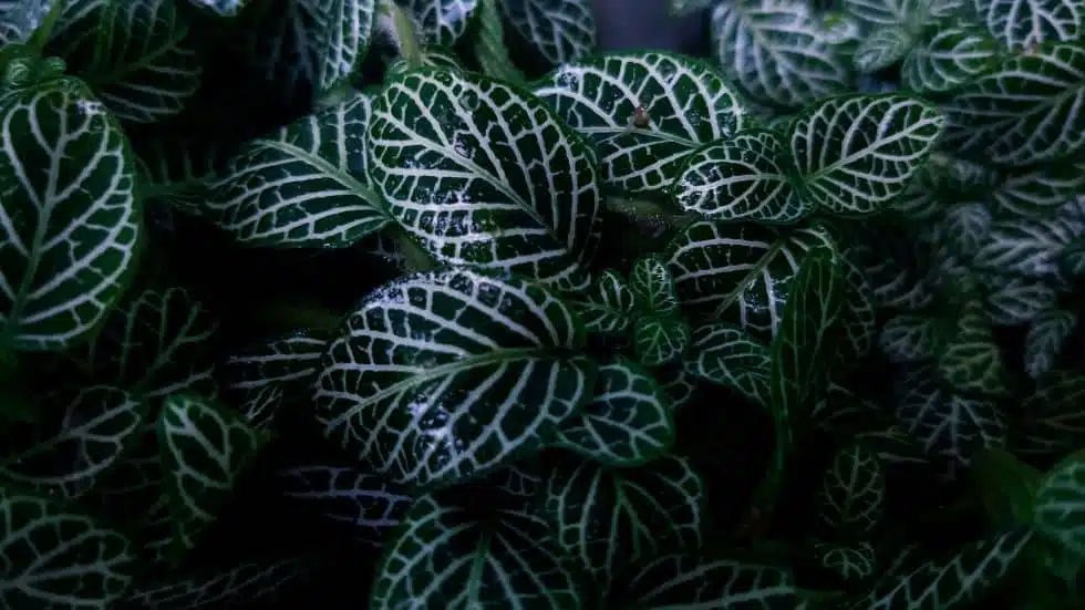 How Light Intensity Impacts the Growth of Your Zebra Plant