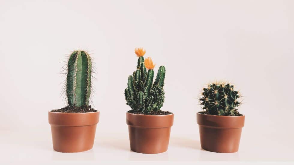 How To Care for The Cactus Plant