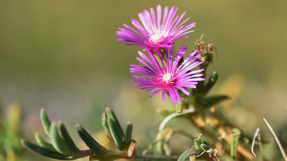 How to Grow and Care for Ice Plants