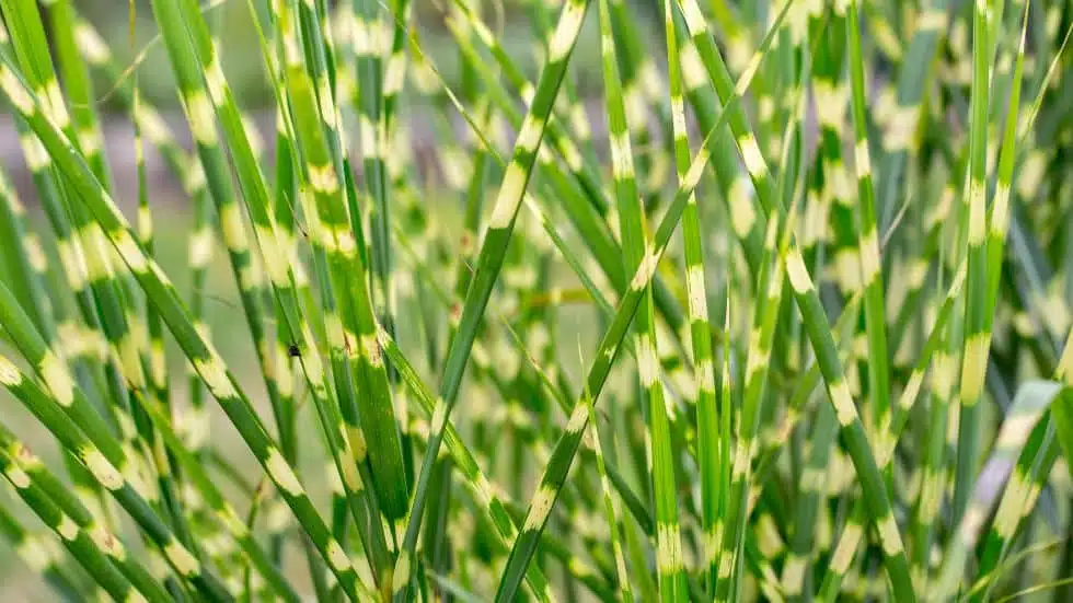 How to Grow and Care for Zebra Grass in Your Garden